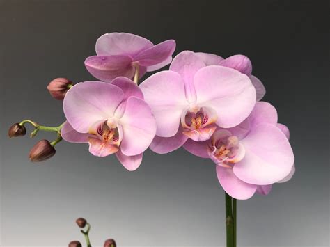 phalaenopsis aphrodite-1